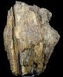 Cretaceous Petrified Wood Section On Stand - Texas #51415-2